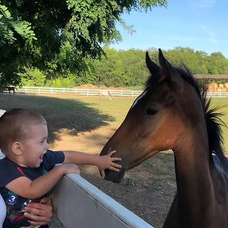 ホテル Miznah & バーチュカ・トポラ