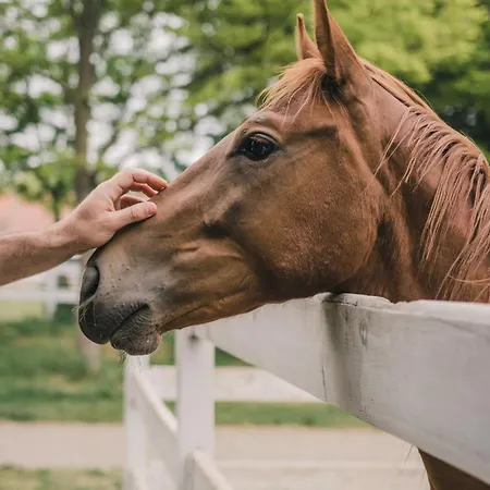 ホテル Miznah & バーチュカ・トポラ